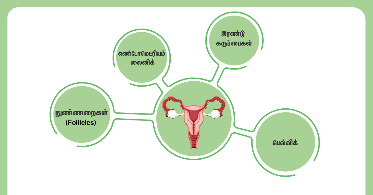 What Can A Follicular Study Detect