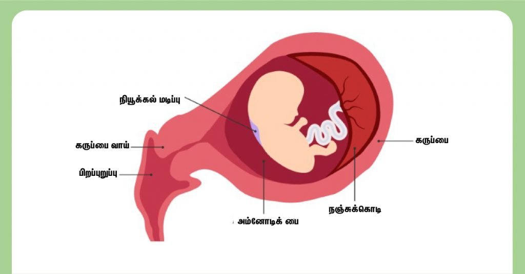 Nuchal fold