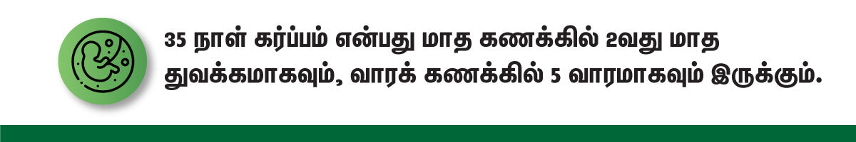 How Many Weeks is 35 Days