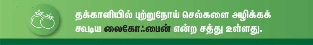 கர்ப்ப காலத்தில் சாப்பிட வேண்டிய சிறந்த காய்கறிகள் (Vegetables During Pregnancy in tamil) என்ன? 7 tomato