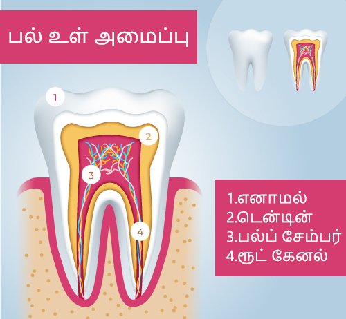 Teeth Anatomy